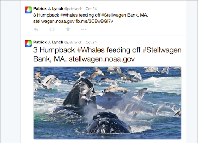 Screenshot of two tweets about humpback whales feeding, one with a link to an image included in the tweet and the other with the image in the tweet.