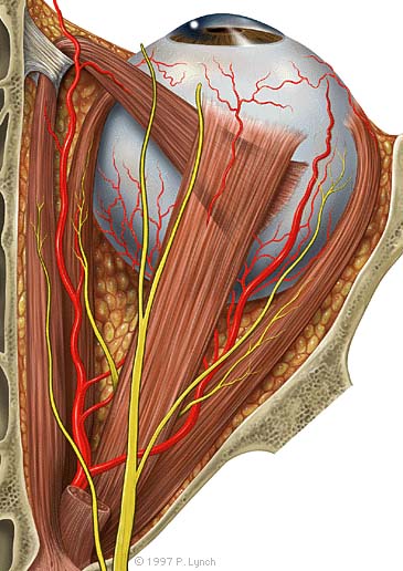 JPEG color medical illustration of eye anatomy.