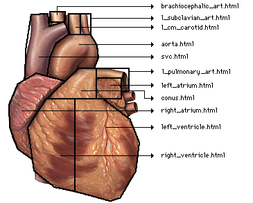 Diagram of anatomic artwork as an imagemap.