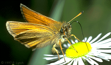 Color photograph of a skipper butterfly.