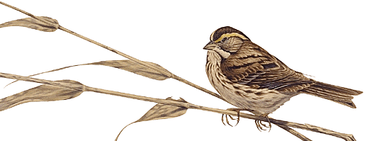 Watercolor painting of a Savannah Sparrow, by Pat Lynch.