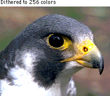 Illustration: Full-color image dithered to 256 colors