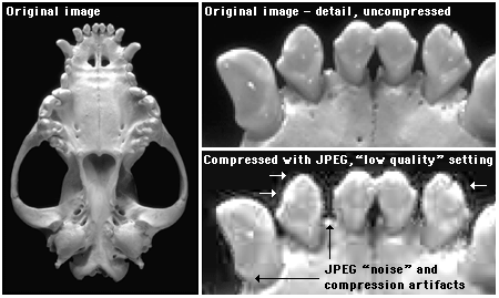 jpeg compression artifacts examples