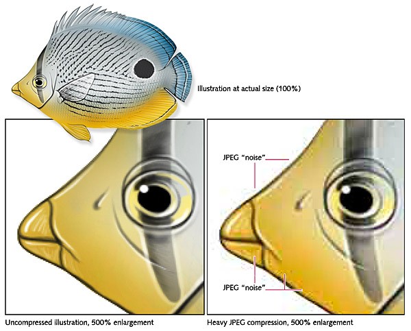 A color illustration of a tropical fish, with a section of the fish graphic blown up to show how heavy JPEG compression results in visual noise that diminishes the overall quality of the graphic.